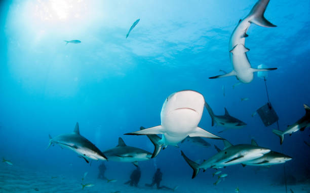 istock Caribbean reef shark at the Bahamas 1016678654
