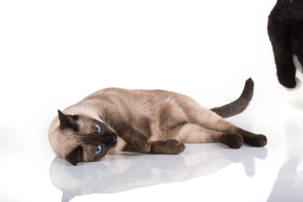 Il gatto siamese sta giocando su sfondo bianco - foto stock