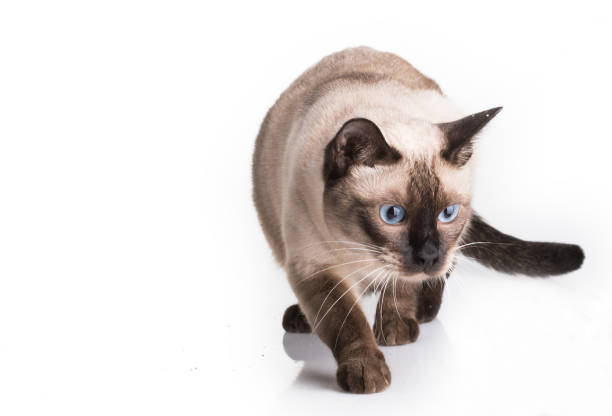 I gatti siamesi giocano su sfondo bianco - foto stock