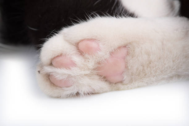 Fingertip