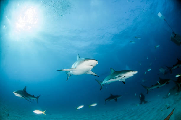 istock Caribbean reef shark at the Bahamas 1016681046