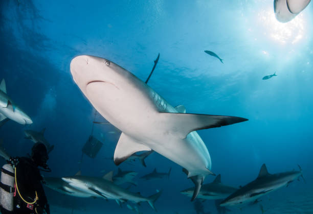 istock Caribbean reef shark at the Bahamas 1016681280
