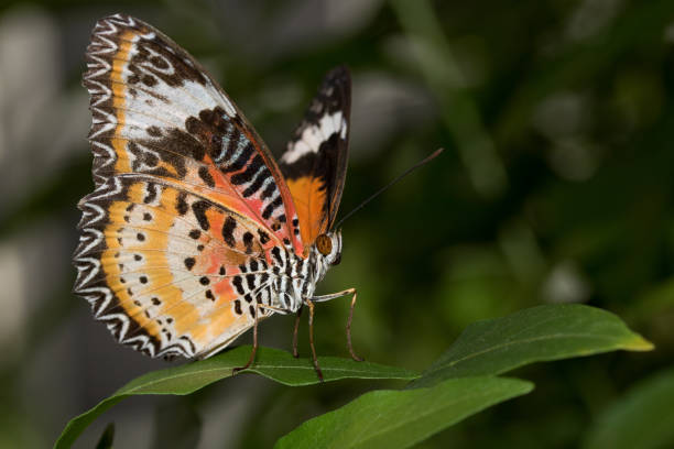 istock side and front view of a leopards net falter sitting on a green leaf with half open wings 1016681692