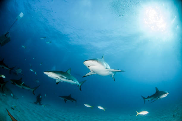 istock Caribbean reef shark at the Bahamas 1016682298