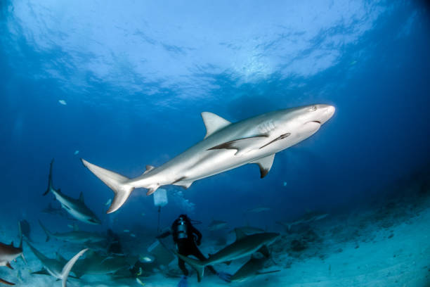 istock Caribbean reef shark at the Bahamas 1016685036