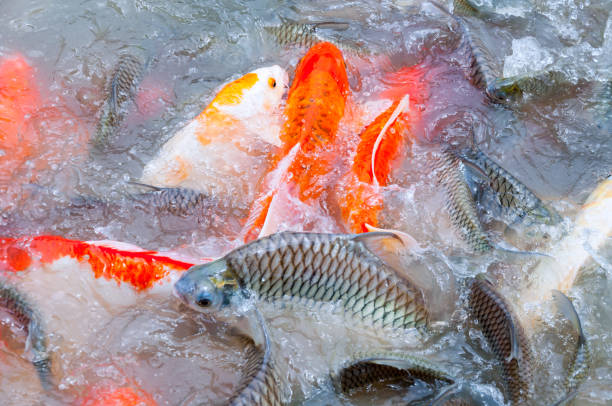 istock Beautiful carp koi fish swimming in pond 1016688540
