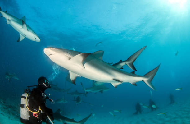 istock Caribbean reef shark at the Bahamas 1016689006