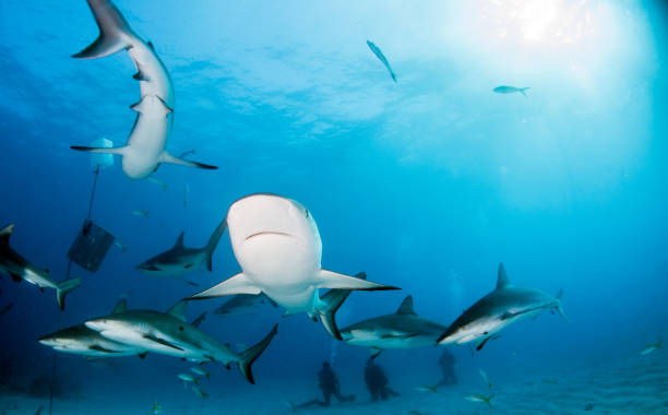 istock Caribbean reef shark at the Bahamas 1016691932