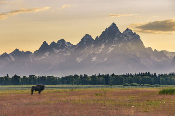 bison com grand tetons ao pôr do sol - teton range grand teton national park mountain rural scene - fotografias e filmes do acervo