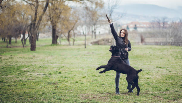 istock Woman walking a dog in public park 1016692732