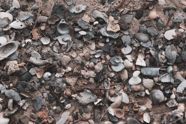 istock Many broken shells pile up on beach sand in close up view, there are many kind of shells from the sea, collection of ocean 1016695480