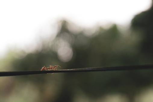 Two tiny red ants walking together along wire line with blurred background, photo is in brown tone, animal habit