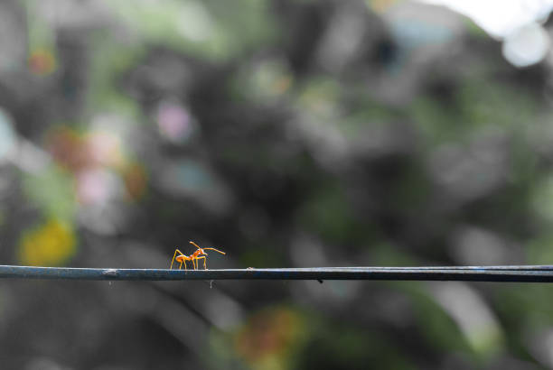 Little red ant stop walking on the wire line sensing something by its antenna with blurred background, animal photo