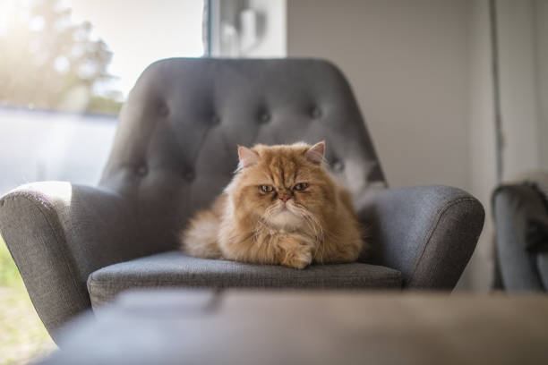 istock Persian cat on an armchair looking at camera 1016697746
