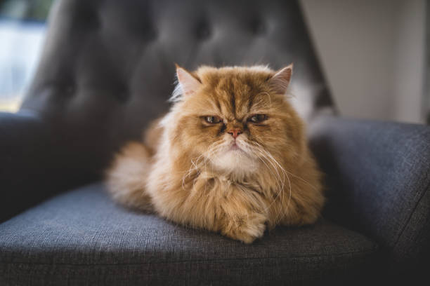 Angry looking Persian cat at home Beautiful Persian cat lying on a gray armchair, relaxing indoors at home. persian cat stock pictures, royalty-free photos & images