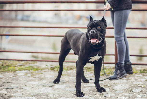 Woman walking a dog in public park Young woman taking dog for a walk in public park cane corso stock pictures, royalty-free photos & images