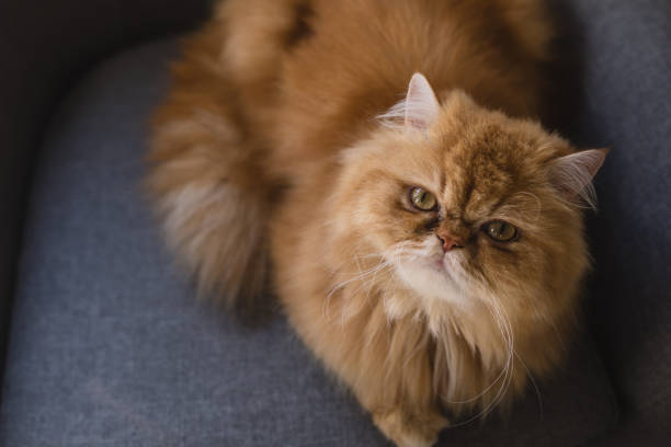 istock Persian cat lying on a gray armchair 1016698398