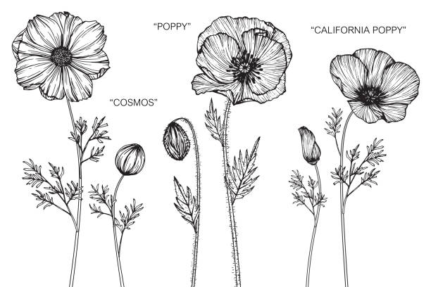 Cosmos, Poppy, California poppy flower drawing illustration. Black and white with line art on white backgrounds. Cosmos, Poppy, California poppy flower drawing illustration. Black and white with line art on white backgrounds. california golden poppy stock illustrations
