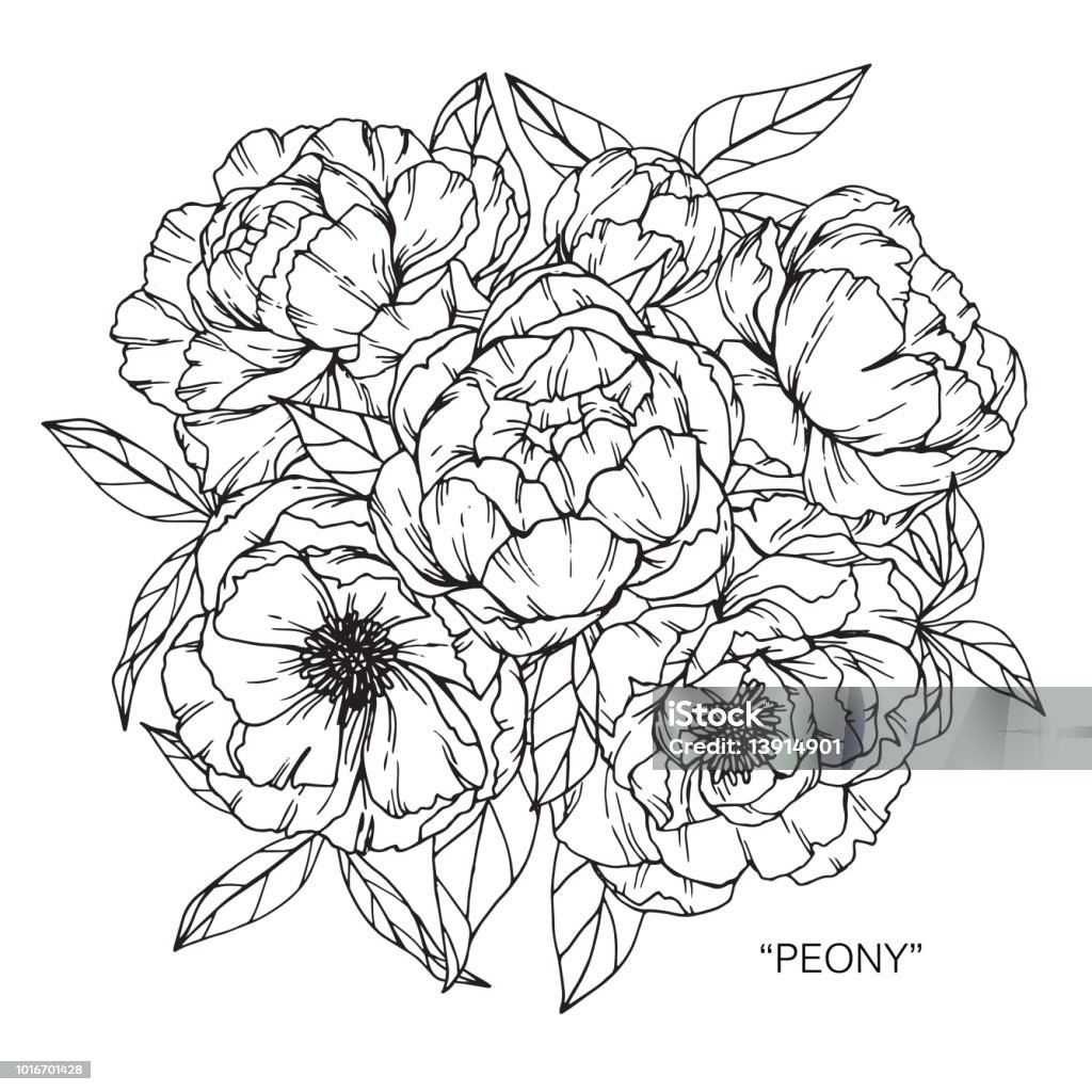 Quadro De Peões Sobre Fundo Branco. Flor Rosa De Pedônia Com Folhas.  Ilustração Stock - Ilustração de peônias, desenho: 240391312