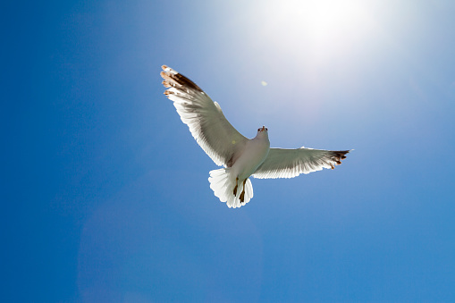 Seagull flaying in to the clear blue sky.