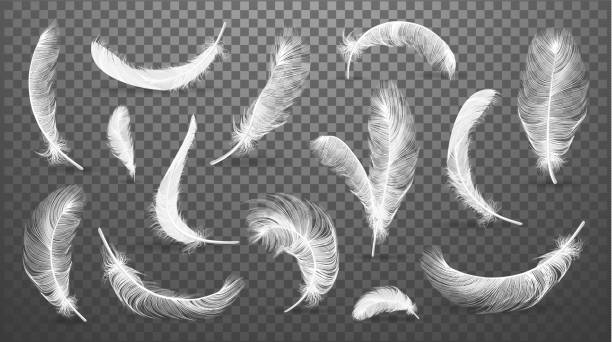 векторная коллекция белых перьев, набор различных падающих пушистых закрученных перьев, изолированных на прозрачном фоне. реалистичный ст - перо stock illustrations
