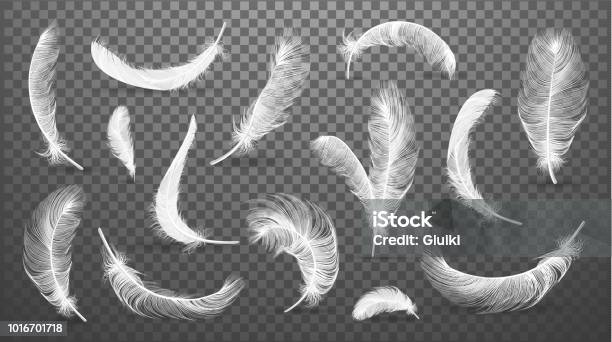 Vector White Feathers Collection Set Of Different Falling Fluffy Twirled Feathers Isolated On Transparent Background Realistic Style Vector 3d Illustration Stock Illustration - Download Image Now