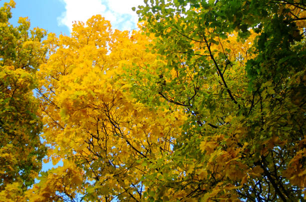istock bright yellow foliage in autumn in the Park 1016702544