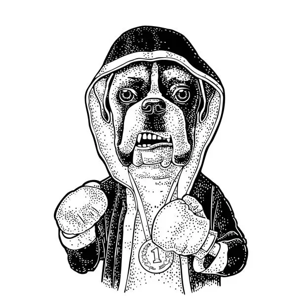 Vector illustration of Dog boxer dressed in human in robe, gloves. Vintage black engraving