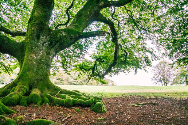 Morvan Regional Natural Parc Forest with Green Moss and Trees