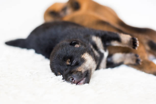 Close-up portrait of cute newborn black and tan Shiba Inu puppy sleeping on the blanket Close-up portrait of newborn black and tan Shiba Inu puppy sleeping on the blanket. shiba inu black and tan stock pictures, royalty-free photos & images