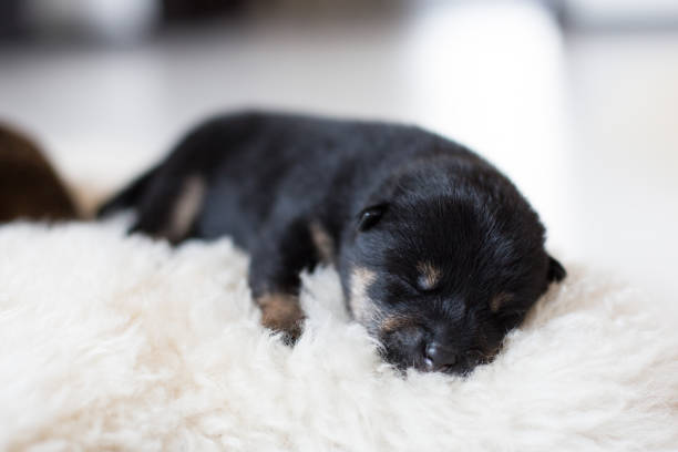 Close-up portrait of beautiful newborn black and tan Shiba Inu puppy sleeping on the blanket Close-up portrait of newborn black and tan Shiba Inu puppy sleeping on the blanket. shiba inu black and tan stock pictures, royalty-free photos & images