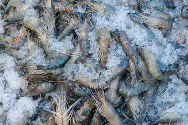 istock Fresh shrimp, prawn in the market, seafood 1016720598