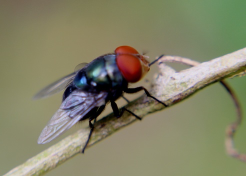 close up view of a common green bottle fly, flying insect in a home garden in Sri Lanka