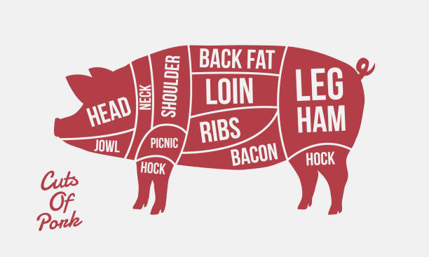 Cuts of Pork. Meat cuts. Pig silhouette isolated on white background. Vintage poster for butcher shop. Vector illustration pork loin stock illustrations