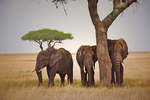 istock Elephant family taking shelter from the sun 1016728988