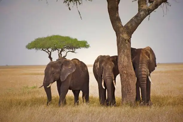 Photo of Elephant family taking shelter from the sun