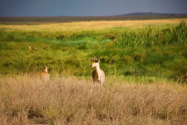 Photo of This impala has gained sight of something