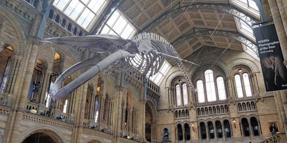 London/UK - May 21 2018: Blue whale skeleton in the main hall of the Natural History Museum of London