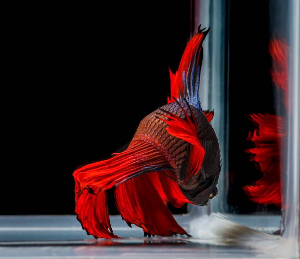 istock Fighting fish, red fish on a black background, color Siamese fighting fish. 1016737030