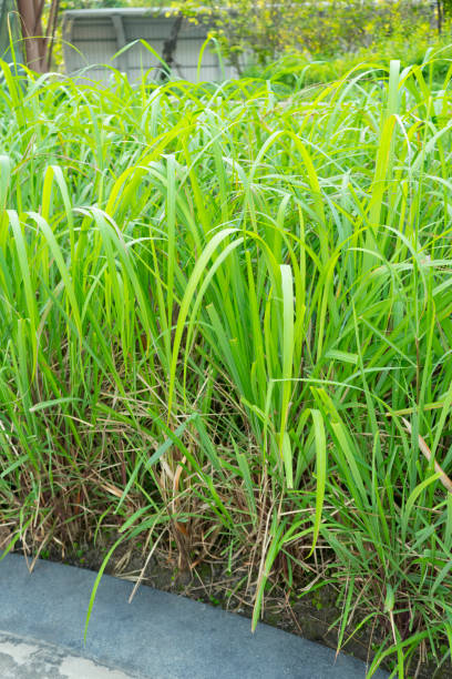 istock Bunch of Lemongrass 1016737520