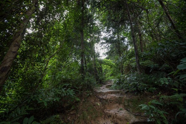 istock Tropical green forest landscape in summer 1016737796