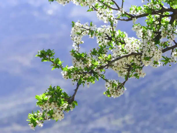 Blossom of a pear tree
