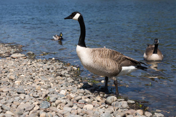 istock Gray Canada goose on shoreline 1016741204