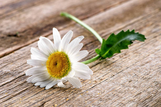 istock chamomile flower close-up on rustic wooden background 1016743372