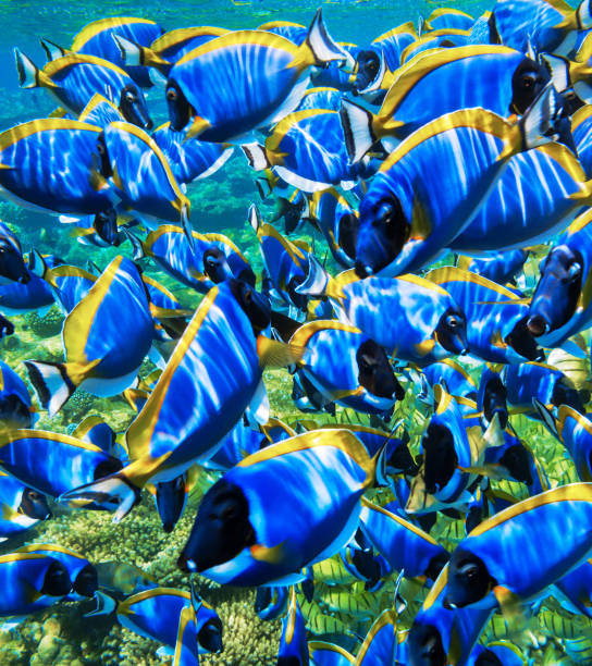 istock Fishes of the tropical seas. 1016743614