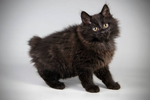 studio photography of a Kurilian Bobtail cat on colored backgrounds