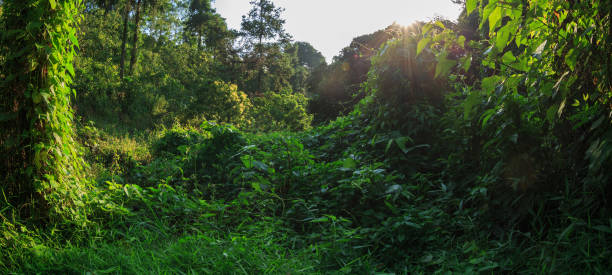istock Sunrise in tropical green forest landscape in summer 1016744246