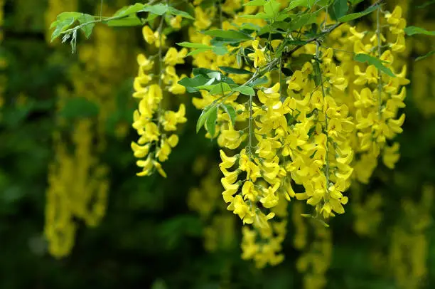 Yellow laburnum in a garden, Florence, Tuscany, Italy