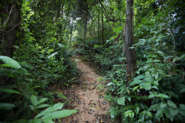 istock Tropical green forest landscape in summer 1016758904