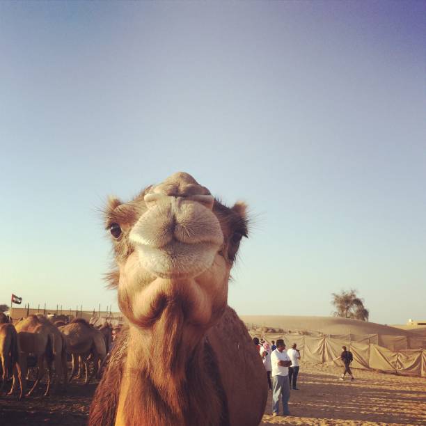 istock desert safari camel kiss 1016761334